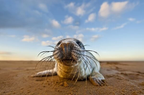 Grey Seal (Halichoerus grypus) pup, resting on sandy beach at dawn, Donna Nook, Lincolnshire, England, winter