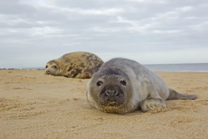 Framed Print : Grey Seal (Halichoerus grypus) pup, with dark coat, resting on sandy beach, with mother in background, Horsey, Norfolk Framed Print : Grey Seal (Halichoerus grypus) pup, with dark coat, resting on sandy beach, with mother in background, Horsey, Norfolk