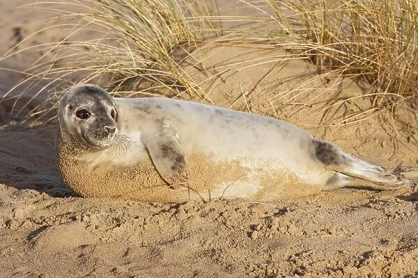 Grey Seal (Halichoerus grypus) pup, resting on sandy beach, Horsey, Norfolk, England, January