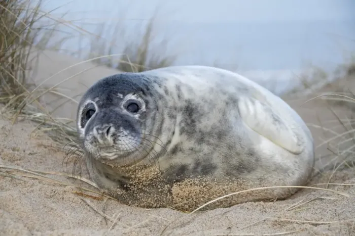 Framed Print : Grey Seal (Halichoerus grypus) pup, resting on beach amongst marram grass, Horsey, Norfolk, England, December Framed Print : Grey Seal (Halichoerus grypus) pup, resting on beach amongst marram grass, Horsey, Norfolk, England, December