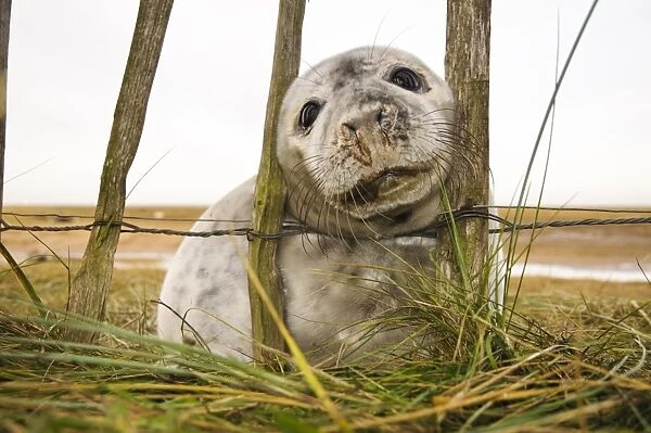 Grey Seal (Halichoerus grypus) pup, in early stages of moult, poking head through visitor fence