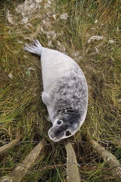 Grey Seal (Halichoerus grypus) pup, in early stages of moult, beside visitor fence, Donna Nook Nature Reserve