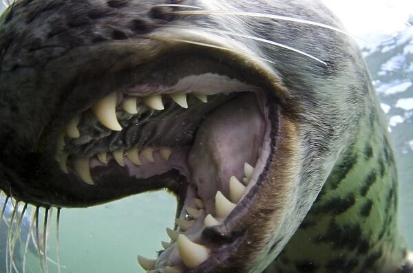 Grey Seal (Halichoerus grypus) pup, close-up of open mouth, mouthing camera underwater, Farne Islands, Northumberland