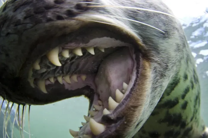 Framed Print : Grey Seal (Halichoerus grypus) pup, close-up of open mouth, mouthing camera underwater, Farne Islands, Northumberland Framed Print : Grey Seal (Halichoerus grypus) pup, close-up of open mouth, mouthing camera underwater, Farne Islands, Northumberland