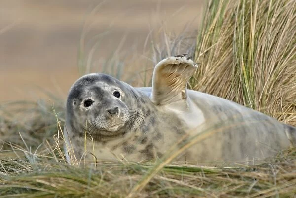 Grey Seal (Halichoerus grypus) pup moulting out of white coat, in sand dunes, Donna Nook, Lincolnshire, England