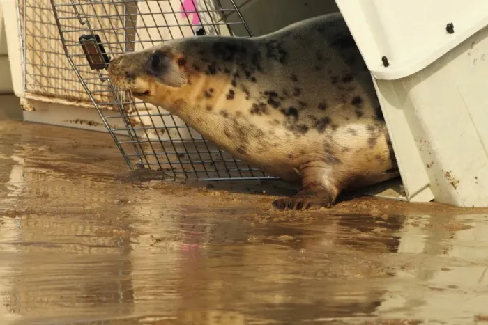 Framed Print : Grey Seal (Halichoerus grypus) rescued pup, being released from cage on beach, Woolocombe, North Devon, England, march