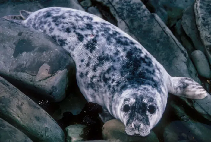 Framed Print : Grey Seal (Halichoerus grypus) single moult pup, circa four-weeks old, resting on rocks, Orkney, Scotland Framed Print : Grey Seal (Halichoerus grypus) single moult pup, circa four-weeks old, resting on rocks, Orkney, Scotland