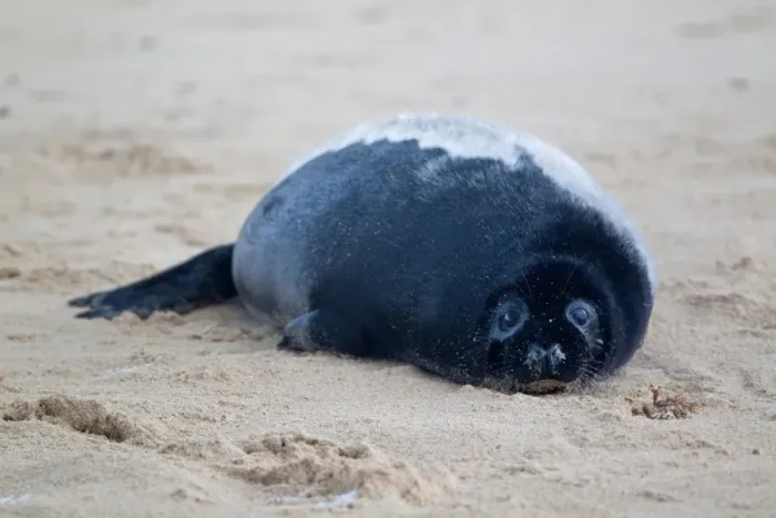 Framed Print : Grey Seal (Halichoerus grypus) two-three week old pup with black fur, resting on beach, Norfolk, England, november