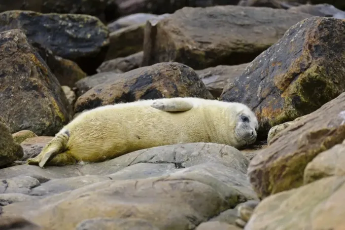 Framed Print : Grey Seal (Halichoerus grypus) whitecoat pup, resting amongst rocks on beach, Orkney, Scotland, November Framed Print : Grey Seal (Halichoerus grypus) whitecoat pup, resting amongst rocks on beach, Orkney, Scotland, November