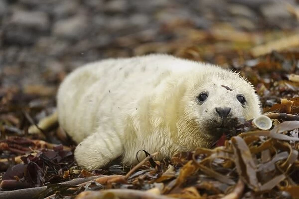 Grey Seal (Halichoerus grypus) whitecoat pup, resting on wrack covered beach, Orkney, Scotland, November
