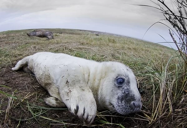Grey Seal (Halichoerus grypus) whitecoat pup, resting in saltmarsh habitat, with mother in background