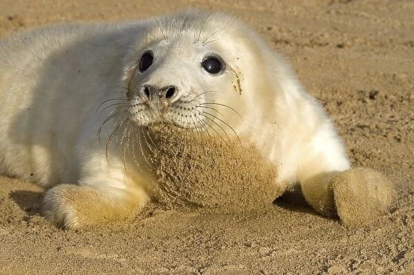 Grey Seal (Halichoerus grypus) whitecoat pup, on sandy beach, Lincolnshire, England