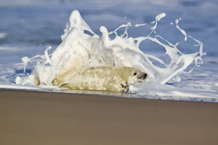 Framed Print : Grey Seal (Halichoerus grypus) whitecoat pup, in surf on beach, Horsey, Norfolk, England, november Framed Print : Grey Seal (Halichoerus grypus) whitecoat pup, in surf on beach, Horsey, Norfolk, England, november