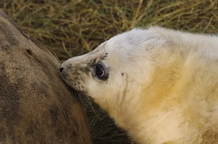 Framed Print : Grey Seal (Halichoerus grypus) whitecoat pup, close-up of head, suckling from mother in sand dunes