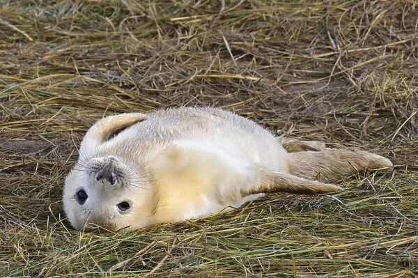 Grey Seal (Halichoerus grypus) whitecoat pup, resting on back, on flattened marram grass in sand dunes