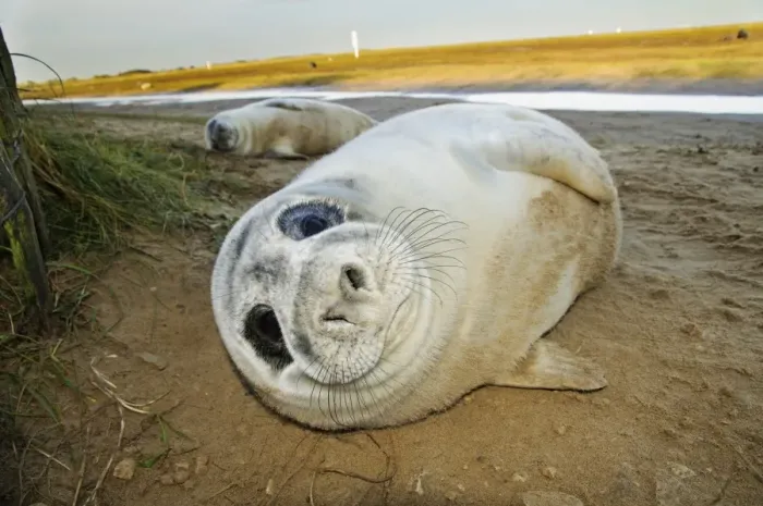 Framed Print : Grey Seal (Halichoerus grypus) two whitecoat pups, resting on beach beside creek, Donna Nook Nature Reserve Framed Print : Grey Seal (Halichoerus grypus) two whitecoat pups, resting on beach beside creek, Donna Nook Nature Reserve