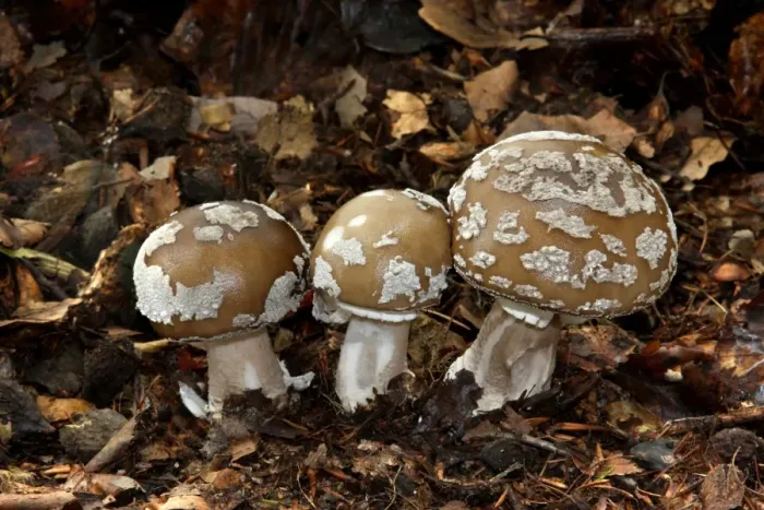 Framed Print : Grey Spotted Amanita (Amanita spissa) fruiting bodies, growing amongst leaf litter in woodland, Leicestershire Framed Print : Grey Spotted Amanita (Amanita spissa) fruiting bodies, growing amongst leaf litter in woodland, Leicestershire
