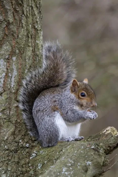 Framed Print : Grey Squirrel with nut on oak tree