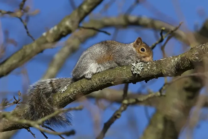 Framed Print : Grey Squirrels will often crouch close to a tree branch to make themselves inconspicuous Framed Print : Grey Squirrels will often crouch close to a tree branch to make themselves inconspicuous