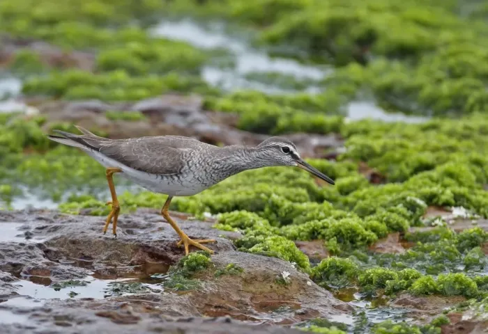 Framed Print : Grey-tailed Tattler (Tringa brevipes) adult, breeding plumage, foraging on seaweed covered rocks, Taiwan, April Framed Print : Grey-tailed Tattler (Tringa brevipes) adult, breeding plumage, foraging on seaweed covered rocks, Taiwan, April