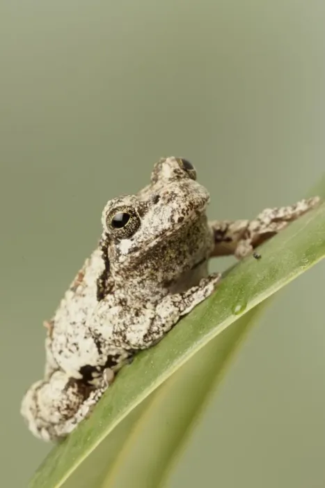 Framed Print : Grey Treefrog (Hyla versicolor) adult, sitting on leaf (captive) Framed Print : Grey Treefrog (Hyla versicolor) adult, sitting on leaf (captive)