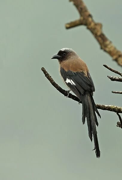 Grey Treepie (Dendrocitta formosae formosae) adult, with wet plumage after rainfall, perched on twig, Taiwan, April