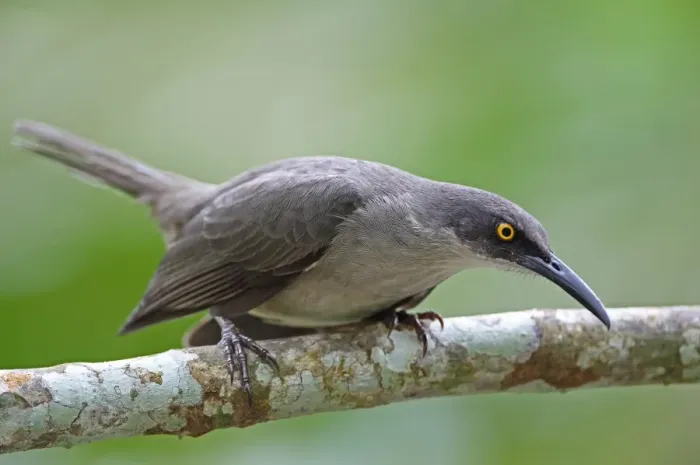 Framed Print : Grey Trembler (Cinclocerthia gutturalis machrorhyncha) adult, perched on branch, Fond Doux Plantation, St