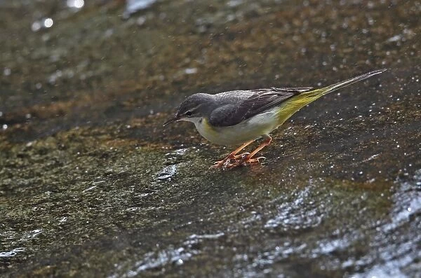 Grey Wagtail (Montacilla cinerea cinerea) adult, foraging on rocks at edge of waterfall, Doi Inthanon N. P