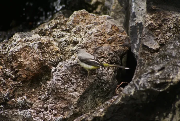 Framed Print : Grey Wagtail (Montacilla cinerea schmitzi) endemic island subspecies, adult, foraging on rocks, Madeira, May Framed Print : Grey Wagtail (Montacilla cinerea schmitzi) endemic island subspecies, adult, foraging on rocks, Madeira, May