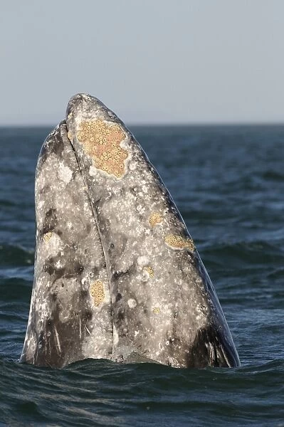 Grey Whale (Eschrichtius robustus) adult, spyhopping, head looking out from water, San Ignacio, Baja California, Mexico