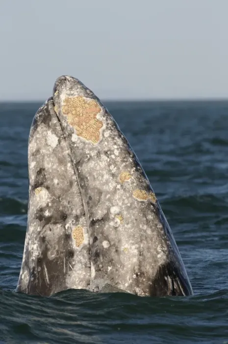 Framed Print : Grey Whale (Eschrichtius robustus) adult, spyhopping, head looking out from water, San Ignacio, Baja California, Mexico
