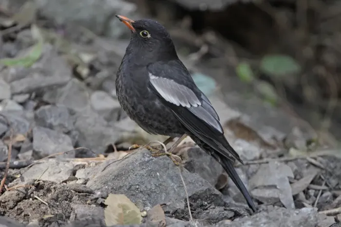Framed Print : Grey-winged Blackbird (Turdus boulboul) adult male, standing on stone, Sattal, Uttarakhand, India, february Framed Print : Grey-winged Blackbird (Turdus boulboul) adult male, standing on stone, Sattal, Uttarakhand, India, february