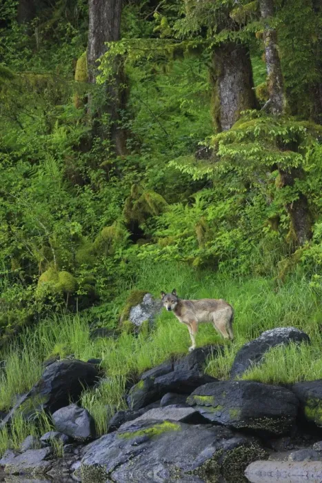 Framed Print : Grey Wolf (Canis lupus) adult, standing on rocks at edge of estuary shoreline in temperate coastal rainforest habitat Framed Print : Grey Wolf (Canis lupus) adult, standing on rocks at edge of estuary shoreline in temperate coastal rainforest habitat