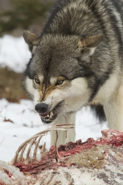 Framed Print : Grey Wolf (Canis lupus) adult alpha male, in aggressive posture, snarling at other wolves whilst feeding Framed Print : Grey Wolf (Canis lupus) adult alpha male, in aggressive posture, snarling at other wolves whilst feeding