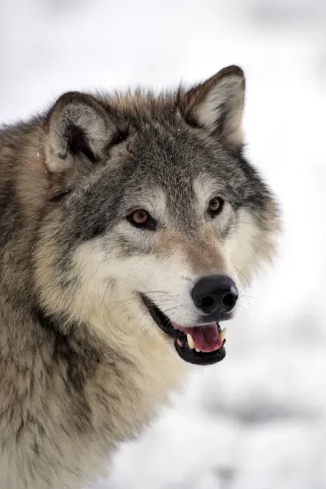 Framed Print : Grey Wolf (Canis lupus) adult, close-up of head, in snow, Montana, U. S. A. winter (captive) Framed Print : Grey Wolf (Canis lupus) adult, close-up of head, in snow, Montana, U. S. A. winter (captive)