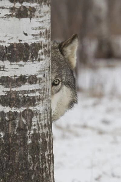 Grey Wolf (Canis lupus) adult, close-up of head, looking out from behind birch tree in snow, Minnesota, U. S. A