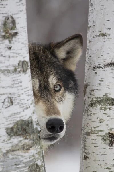 Grey Wolf (Canis lupus) adult, close-up of head, looking out from between birch trees, Minnesota, U. S. A