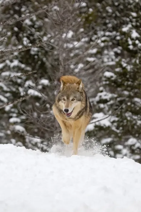 Framed Print : Grey Wolf (Canis lupus) adult, covering faeces with snow, Montana, U. S. A, january (captive)