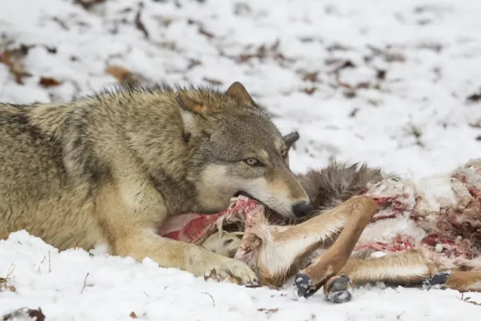 Framed Print : Grey Wolf (Canis lupus) adult female, feeding on White-Tailed Deer (Odocoileus virginianus) prey in snow, Minnesota Framed Print : Grey Wolf (Canis lupus) adult female, feeding on White-Tailed Deer (Odocoileus virginianus) prey in snow, Minnesota