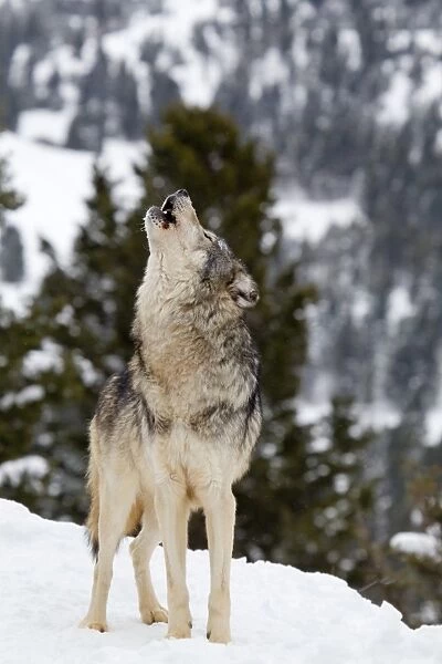 Grey Wolf (Canis lupus) adult, howling, standing in snow, Montana, U. S. A, january (captive)