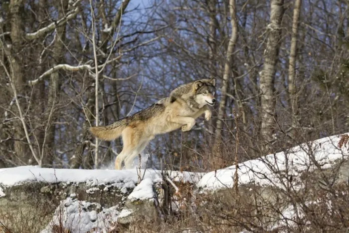 Framed Print : Grey Wolf (Canis lupus) adult, jumping over snow covered rocks at woodland edge, Minnesota, U. S. A. January (captive)