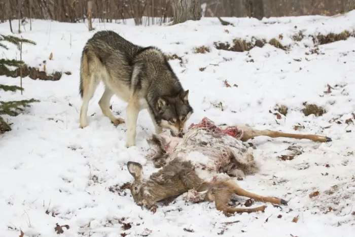 Framed Print : Grey Wolf (Canis lupus) adult male, feeding on White-Tailed Deer (Odocoileus virginianus) prey in snow, Minnesota
