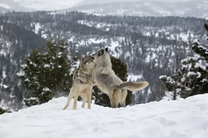 Framed Print : Grey Wolf (Canis lupus) adult pair, in season female jumping up at male in snow, Montana, U. S. A, january (captive) Framed Print : Grey Wolf (Canis lupus) adult pair, in season female jumping up at male in snow, Montana, U. S. A, january (captive)