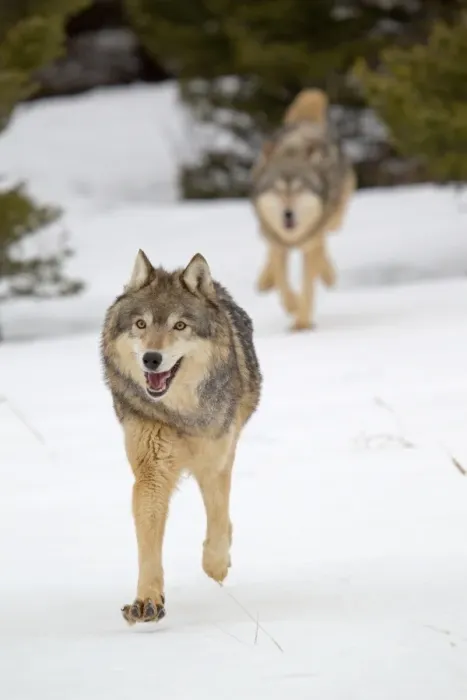 Framed Print : Grey Wolf (Canis lupus) adult pair, running in snow, Montana, U. S. A. january (captive) Framed Print : Grey Wolf (Canis lupus) adult pair, running in snow, Montana, U. S. A. january (captive)