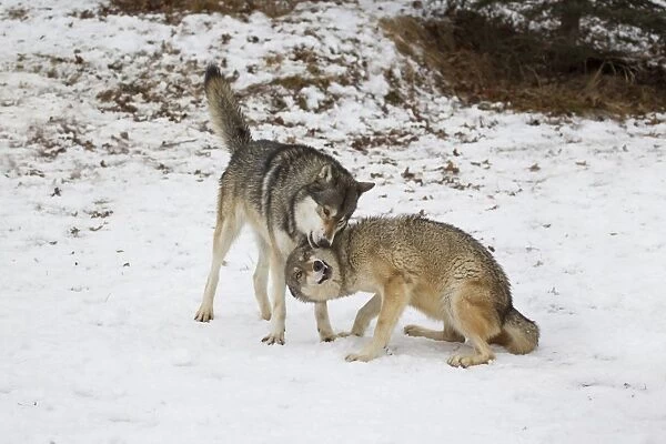 Grey Wolf (Canis lupus) adult pair, female in submissive posture during interaction with alpha male, in snow