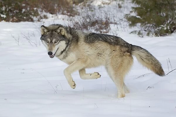Grey Wolf (Canis lupus) adult, prancing to encourage playful behaviour from another wolf, in snow, Minnesota, U. S. A