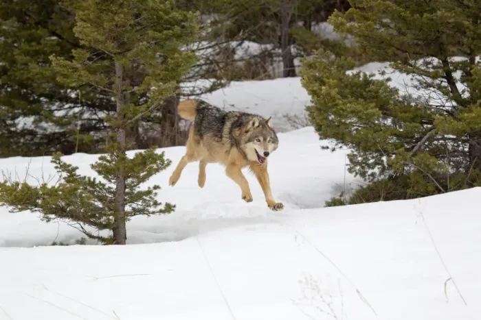 Framed Print : Grey Wolf (Canis lupus) adult, running in snow, Montana, U. S. A. january (captive)