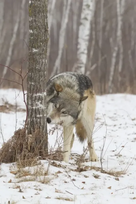 Framed Print : Grey Wolf (Canis lupus) adult, sniffing tree trunk to detect other wolves scent markings, in snow, Minnesota, U. S. A