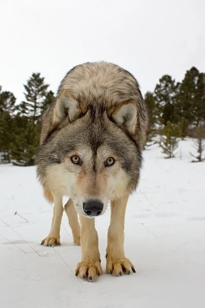 Grey Wolf (Canis lupus) adult, standing in snow, Montana, U. S. A. january (captive)