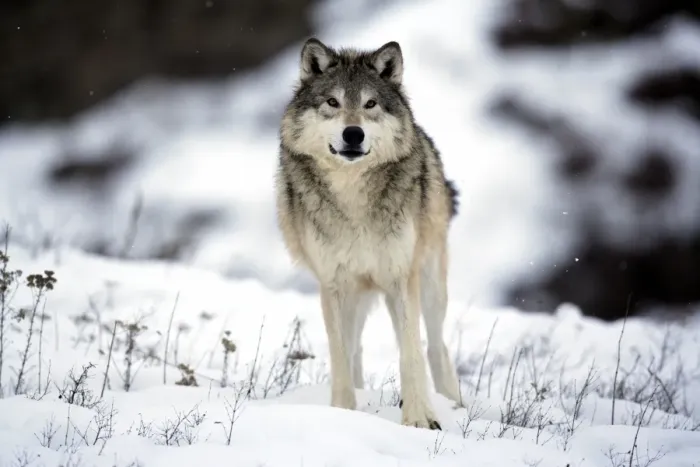 Framed Print : Grey Wolf (Canis lupus) adult, standing in snow, Montana, U. S. A. winter (captive)